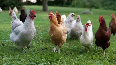 Nisan ayında tavuk eti üretimi arttı, yumurta üretimi geriledi