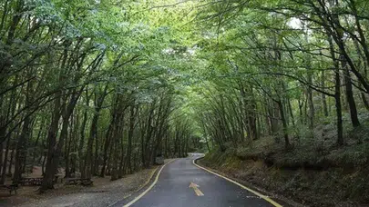 İstanbul’da ormanlık alanlara giriş yasağı başlıyor