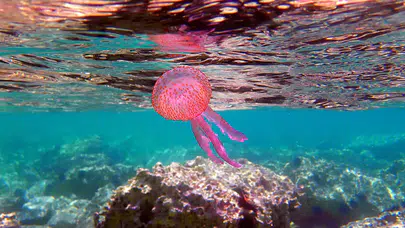 Ege'de görülen mor deniz anası halkı paniğe sevk etti!