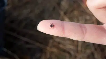 Sağlık Bakanlığı'ndan 'Kırım Kongo Kanamalı Ateşi' uyarısı: İnsandan da bulaşabiliyor!