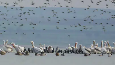 Dünya’da 500’den fazla kuş türü yok olma tehlikesiyle karşı karşıya