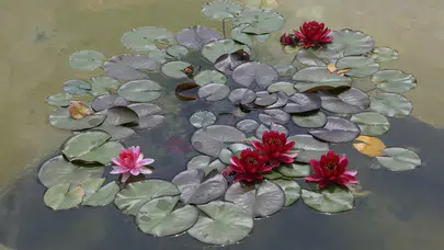 Gölcük Tabiat Parkı'nda nilüfer çiçeği koparmaya dudak uçuklatacak ceza!