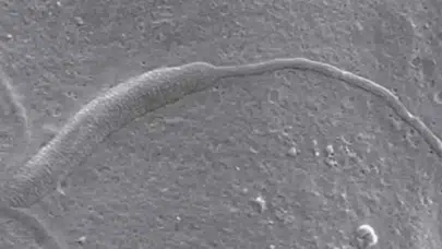 Antarktika’da 50 milyon yıllık fosilleşmiş hayvan spermi keşfedildi