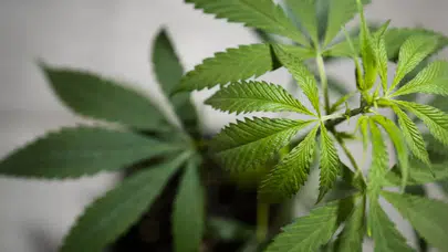 İletişim Başkanlığı’ndan “kenevir serbest bırakılıyor” iddialarına yanıt