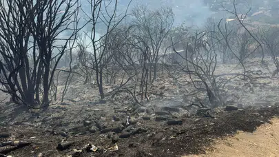 Beykoz’da işaret fişeğiyle orman yakan genç tutuklandı