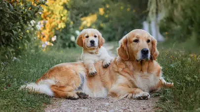 New York'ta köpekler yasal olarak aile üyesi kabul edilecek