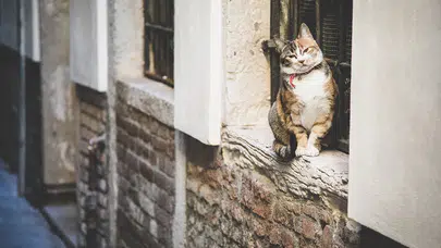 Bakanlık, evcil hayvanlarını sokağa terk edenlere 25 milyon lira ceza kesti!