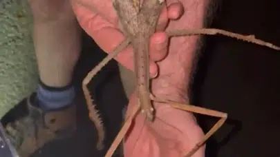 40 santimetre büyüklüğünde uçabilen yeni bir böcek türü keşfedildi