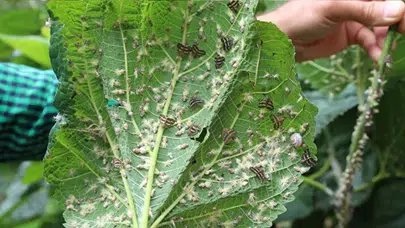Vampir kelebekler Rize'yi işgal altına aldı!
