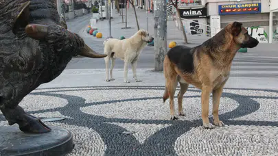 İstanbul Valiliği’nden okul çevrelerinde sokak köpekleri için toplama talimatı