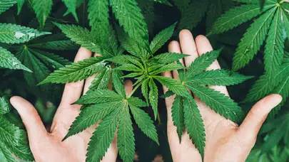 Sağlık Bakanı Memişoğlu'ndan tıbbi kenevir açıklaması: 15 hastalıkta kullanılacak