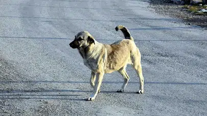 Arnavutköy’de sahipsiz köpekler İstanbul Valiliği talimatıyla toplatılıyor