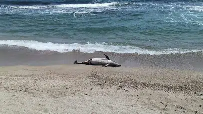 Tekirdağ'da ölü yunus sahile vurdu