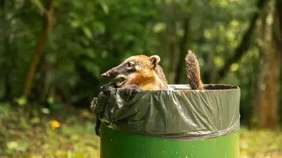 Gerçek bir hayvan sever misiniz? Bu hatayı yapıyorsanız değilsiniz!