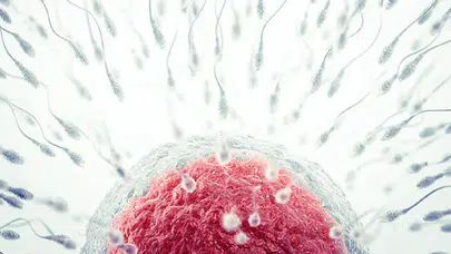 Kısırlığa umut olacak keşif: İnsan embriyosunun rahme tutunma anı görüntülendi