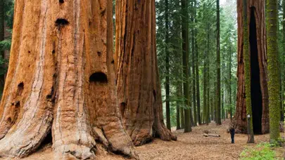 Milli parkı işgal edip 13 dönümde yasa dışı esrar yetiştirmişler
