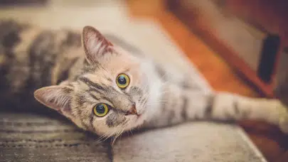 Bilim insanları şaşkın: Kedilerde Alzheimer benzeri demans tespit edildi