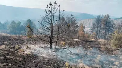 Çorum'daki orman yangına müdahale devam ediyor