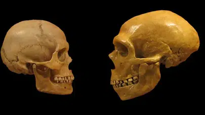 İnsan dişlerinin evrimi: Davranışın fizyolojiden önce şekillenmesi