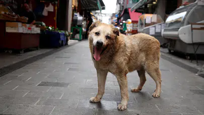 Sokak hayvanları toplatılması kararı için İstanbul Veteriner Hekimler Odası: "Uysal hayvanlar toplanırsa sokaklar agresif hayvanlarla dolar"