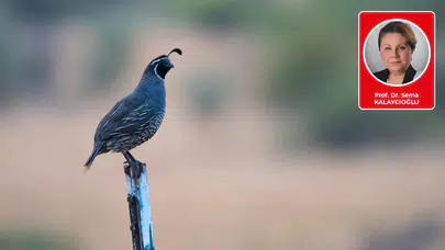 Prof. Dr. Sema Kalaycıoğlu yazdı: Hiç Şaşmayan Bıldırcın Curnatası ve Av Mevsimi