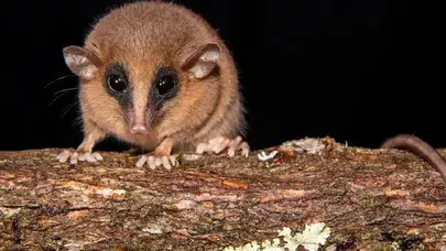 And Dağları’nda gizemli canlı: Bilim dünyası yeni türle tanıştı