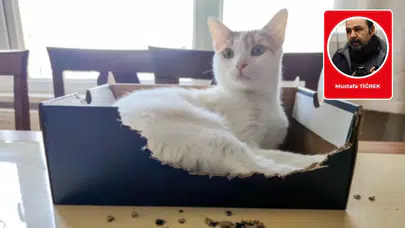 Mustafa Tiğrek yazdı: Vıck’layan ayakkabılarım ve bizim kedi Mualla