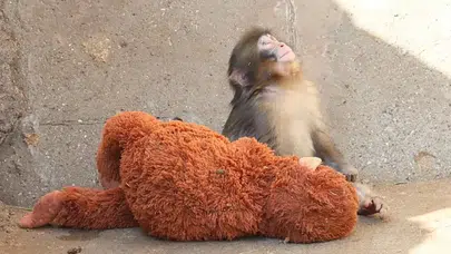 Maymun Punch neden dışlanıyor? Ünlü isim sahiplenmek için 250 bin dolar teklif etti