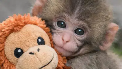 Yavru maymun Punch öldü mü? Sosyal medyadaki iddialar doğru mu?
