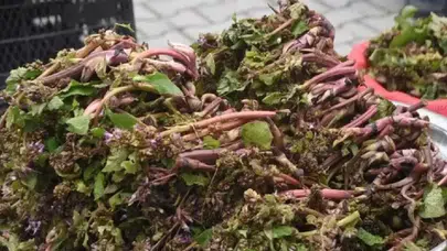 Savaşçıların cesaret otu olarak biliniyor: Zılbıt hem bedene hem ruha şifa dağıtıyor