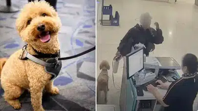 Uçağa binmek için köpeğini havalimanında terk eden kadın tutuklandı