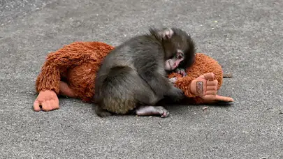 Terk edilen bebek maymun Punch’ın peluşu yok satıyor: Türkiye fiyatı belli oldu