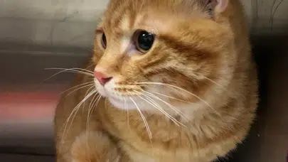 Kedilerde kanser ile insan kanseri arasında çarpıcı benzerlik: Tedavide yeni kapı aralanıyor