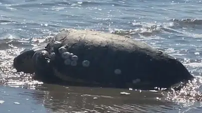 Gökçeada sahilinde kıyıya vuran caretta carettayı vatandaşlar kurtardı