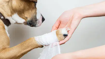 Kedilerde ve köpeklerde ilk yardım: Acil durumlarda hayat kurtaran müdahale yöntemleri