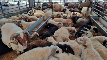 Kurbanlık alırken nelere bakılmalı? İşte 5 kritik soru ve cevabı