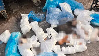 Buca'da 33 kedinin ölü bulunmasıyla ilgili gözaltına alınan veteriner cezaevine gönderildi