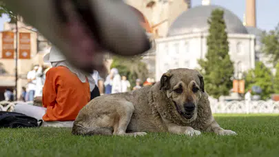 İstanbul Valiliği’nden sokak köpekleri için 6 maddelik yeni karar