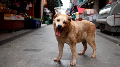 İçişleri Bakanı Çiftçi'den sokak köpekleri açıklaması: Ekim sonuna kadar tamamı toplanacak
