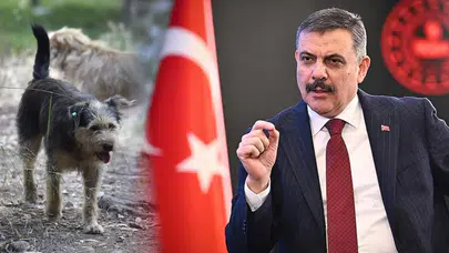 İçişleri Bakanı Çiftçi’den sahipsiz hayvanlar için yeni açıklama: “Güvenli yaşam alanları hedefliyoruz”