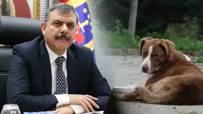 İçişleri Bakanı Çiftçi: Yılbaşına kadar sahipsiz köpeklerin tamamı barınaklara alınacak