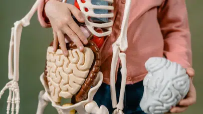 Bağırsaktaki bakteriler beynin kaderini belirliyor olabilir