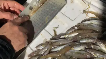 Tonlarca balığa yasal avlanma boyutunun altında olduğu için el konuldu