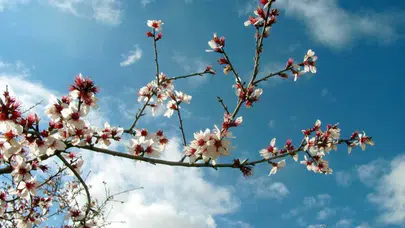 2026 Cemre düşme takvimi: İlk cemre ne zaman, nereye düşecek? Cemre toprağa düşme tarihleri 2026