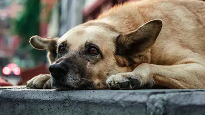İstanbul Valisi Gül, belediyelerin sokak hayvanları konusunda harekete geçmemesinden şikayetçi