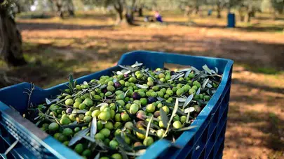 Marmarabirlik'ten zeytin üreticilerine 860 milyon liralık ödeme