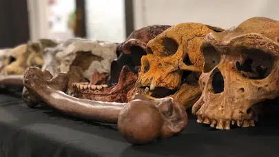 Fas'ta insanlık tarihini değiştiren keşif: 773 bin yıllık fosiller bulundu