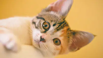 Kediler sahiplerini asla unutmuyor: Bilim insanları duygusal hafızanın sırrını açıkladı