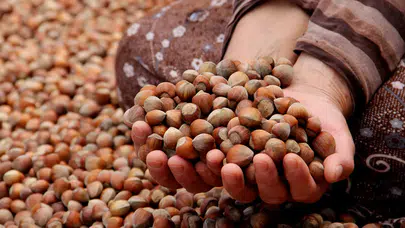 Fındık ihracatı 1980'li yılların rakamlarına geriledi