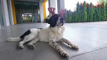 Çıkan rapor Matmazel'in dövülerek öldürüldüğünü doğruladı